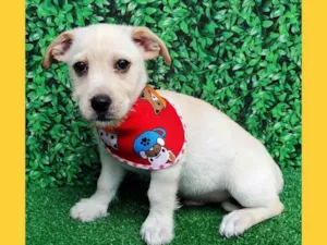 Cachorro raça SRD-ViraLata idade 2 a 6 meses nome gabriel