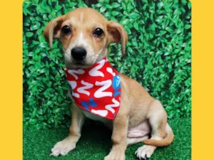 Cachorro raça SRD-ViraLata idade 2 a 6 meses nome boy