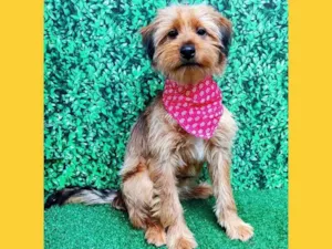 Cachorro raça SRD-ViraLata idade 1 ano nome speto