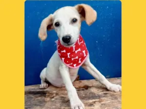 Cachorro raça SRD-ViraLata idade 2 a 6 meses nome branquinho