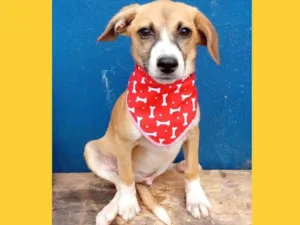 Cachorro raça SRD-ViraLata idade 2 a 6 meses nome ursinnho