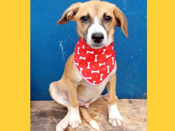 Cachorro ra a SRD-ViraLata idade 2 a 6 meses nome ursinnho