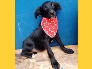 Cachorro raça SRD-ViraLata idade 2 a 6 meses nome sam