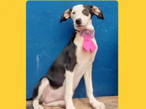 Cachorro raça SRD-ViraLata idade 2 a 6 meses nome flor