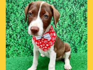 Cachorro raça Pit-Bull idade 2 a 6 meses nome paçoca