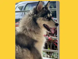 Cachorro raça Husky Siberiano idade 1 ano nome apolo