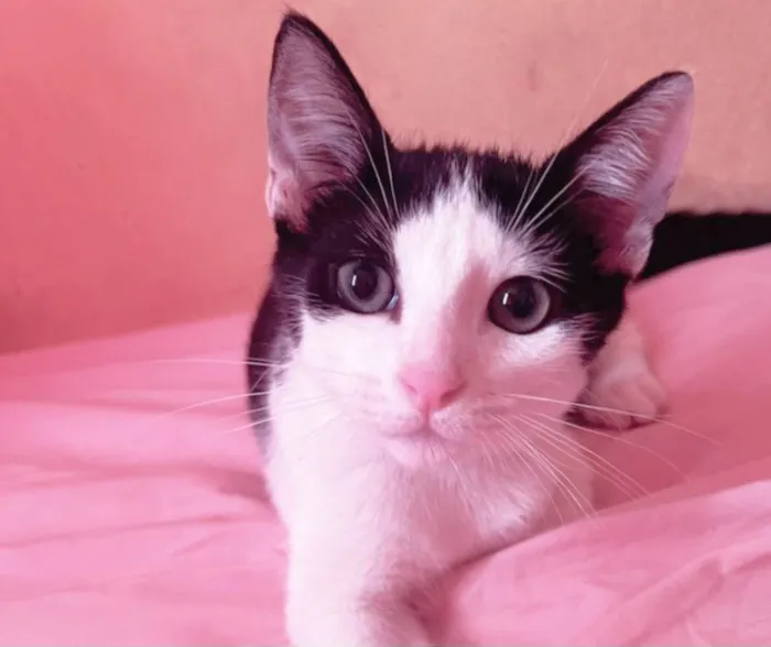 Gato ra a SRD-ViraLata idade 2 a 6 meses nome Beto