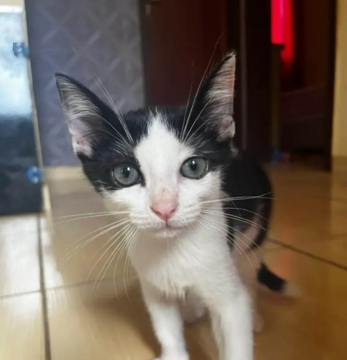Gato ra a SRD-ViraLata idade 2 a 6 meses nome Beto
