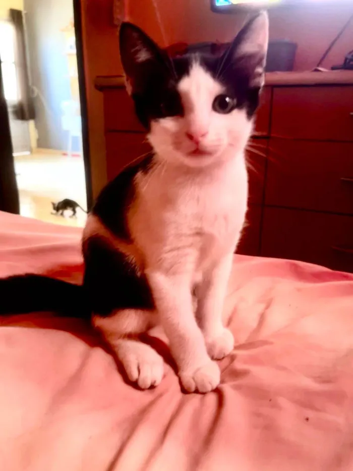 Gato ra a SRD-ViraLata idade 2 a 6 meses nome Beto