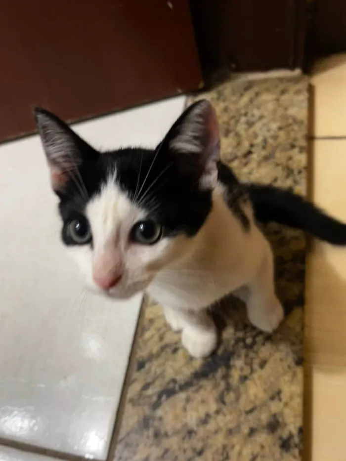 Gato ra a SRD-ViraLata idade 2 a 6 meses nome Beto