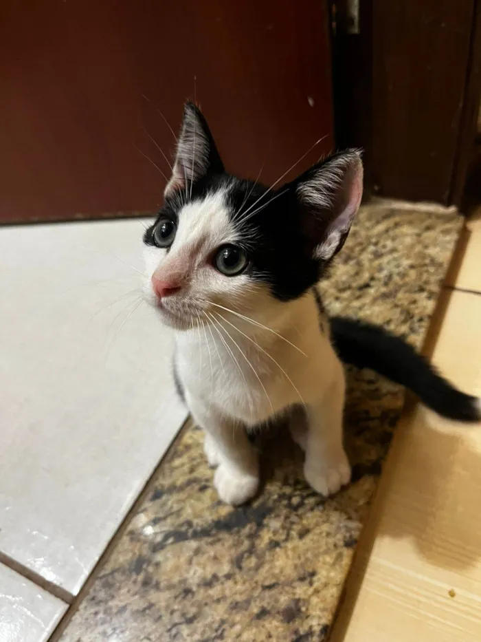 Gato ra a SRD-ViraLata idade 2 a 6 meses nome Beto