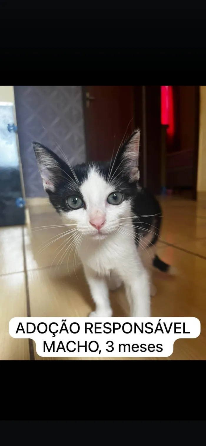 Gato ra a SRD-ViraLata idade 2 a 6 meses nome Beto