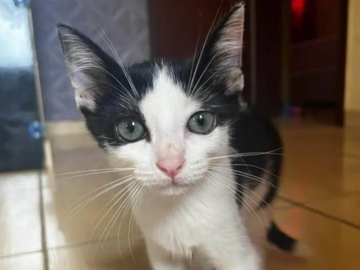 Gato ra a SRD-ViraLata idade 2 a 6 meses nome Beto