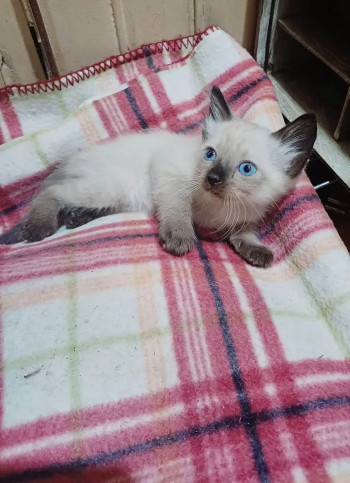 Gato ra a Siamês idade Abaixo de 2 meses nome Siames peludo adocao 