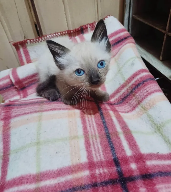 Gato ra a Siamês idade Abaixo de 2 meses nome Siames peludo adocao 