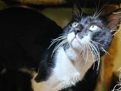 Gato raça SRD-ViraLata idade 4 anos nome Bluey