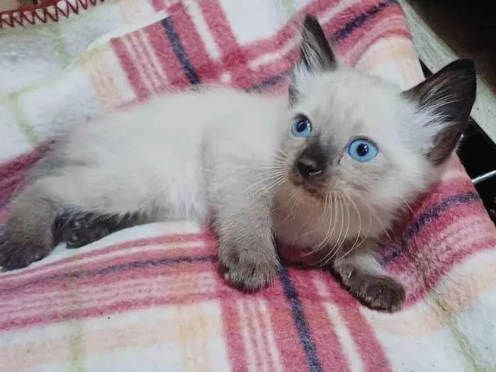 Gato ra a Siamês idade Abaixo de 2 meses nome Siames peludo adocao 