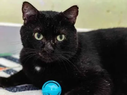 Gato raça SRD-ViraLata idade 6 ou mais anos nome Gareth