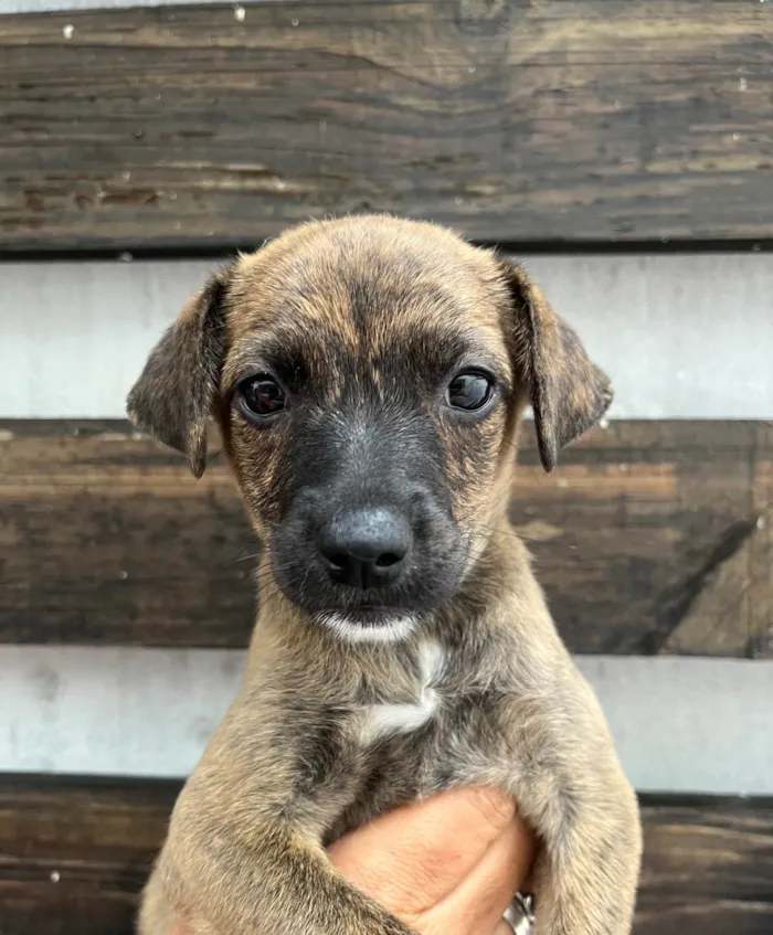 Cachorro ra a SRD-ViraLata idade 2 a 6 meses nome Anne