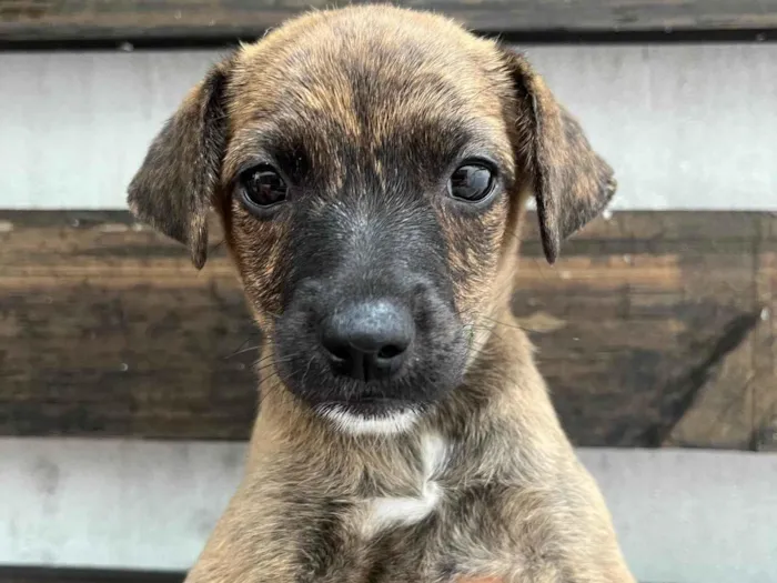 Cachorro ra a SRD-ViraLata idade 2 a 6 meses nome Anne