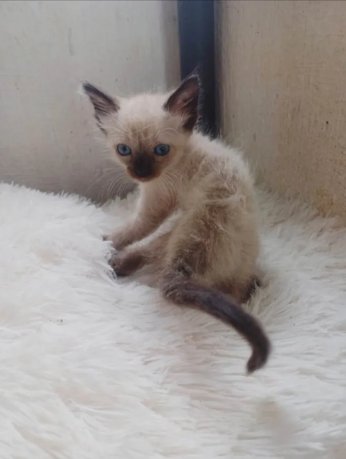 Gato ra a Siamês idade Abaixo de 2 meses nome Siames peludo adocao 