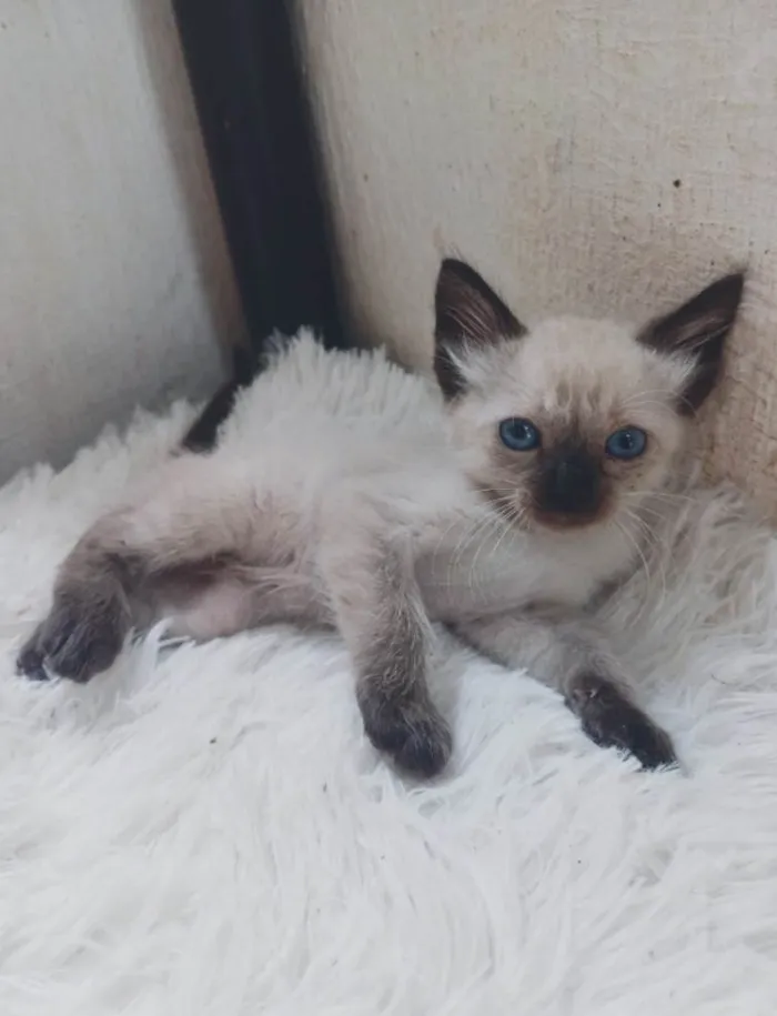 Gato ra a Siamês idade Abaixo de 2 meses nome Siames peludo adocao 