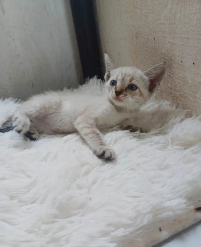 Gato ra a Siamês idade Abaixo de 2 meses nome Siamesa branca adocao