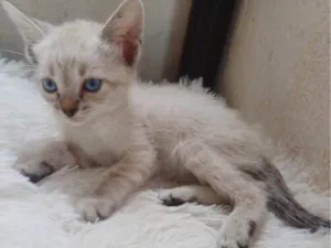 Gato raça Siamês idade Abaixo de 2 meses nome Siamesa branca adocao