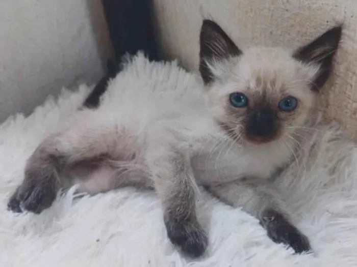 Gato ra a Siamês idade Abaixo de 2 meses nome Siames peludo adocao 