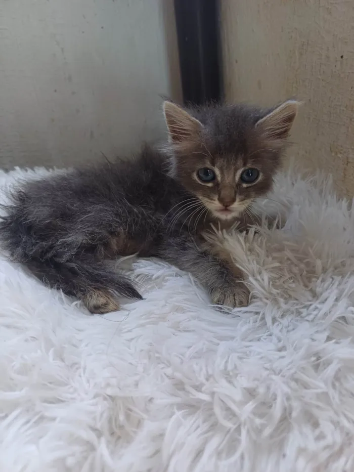 Gato ra a Persa idade Abaixo de 2 meses nome Mix persa adocao