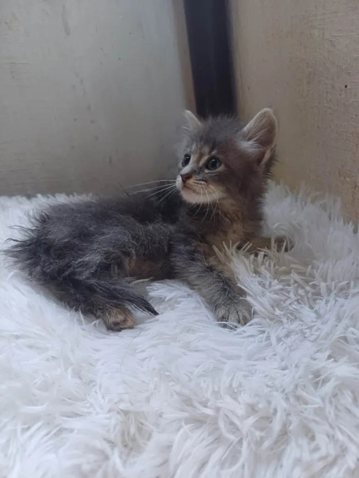 Gato ra a Persa idade Abaixo de 2 meses nome Mix persa adocao