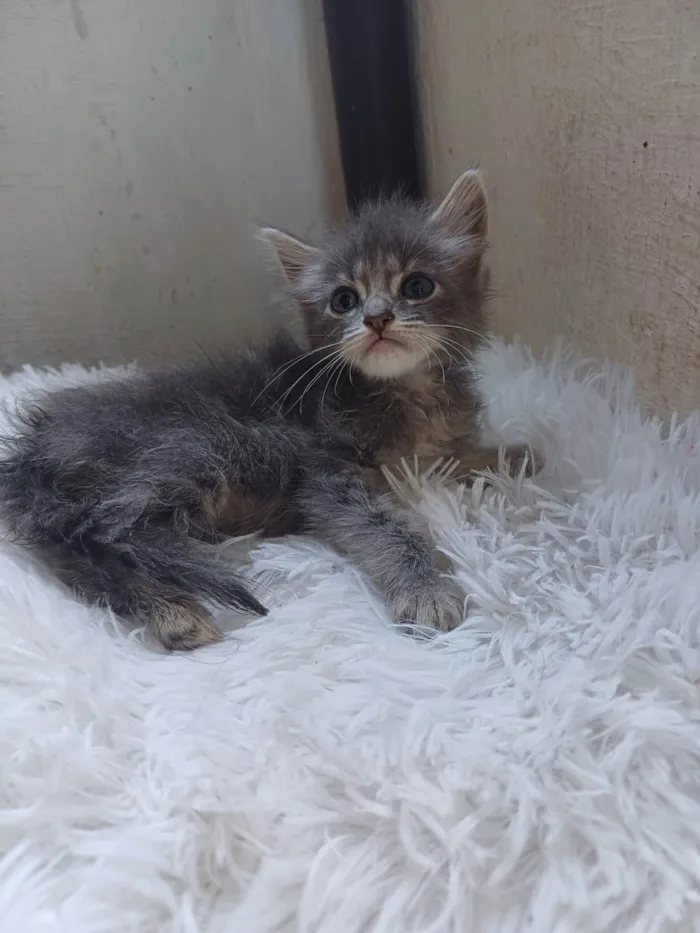 Gato ra a Persa idade Abaixo de 2 meses nome Mix persa adocao