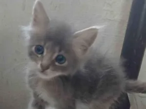 Gato raça Persa idade Abaixo de 2 meses nome Mix persa adocao