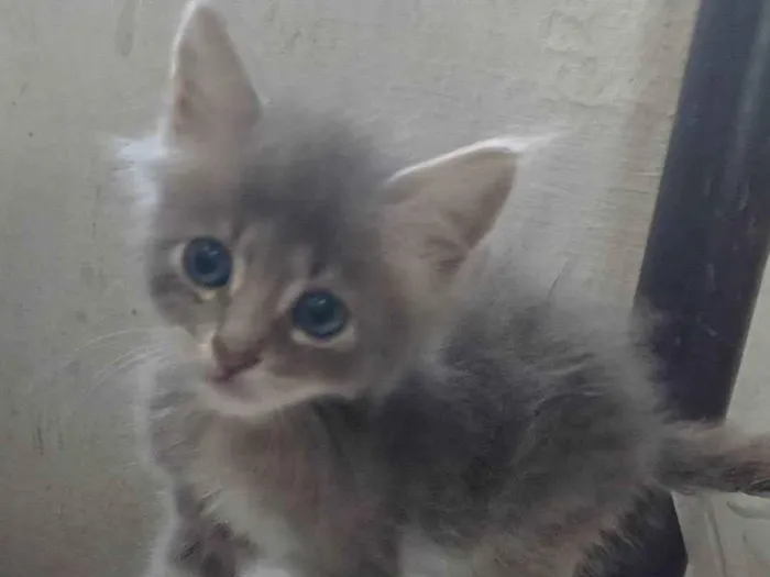 Gato ra a Persa idade Abaixo de 2 meses nome Mix persa adocao