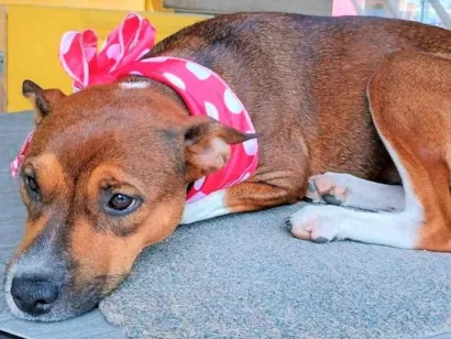 Cachorro raça SRD-ViraLata idade 1 ano nome Rebeca
