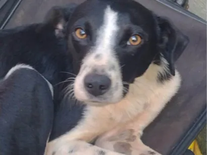 Cachorro raça SRD-ViraLata idade 1 ano nome Pitoco