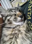 Bigode