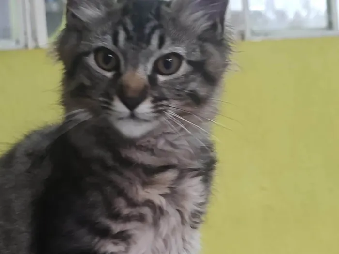 Gato ra a SRD-ViraLata idade 2 a 6 meses nome Bigode 