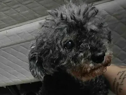 Cachorro raça Poodle idade 6 ou mais anos nome Hermione