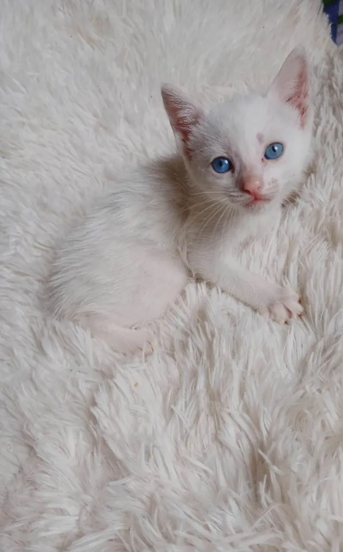 Gato ra a Siamês idade Abaixo de 2 meses nome Bebê branca adocao