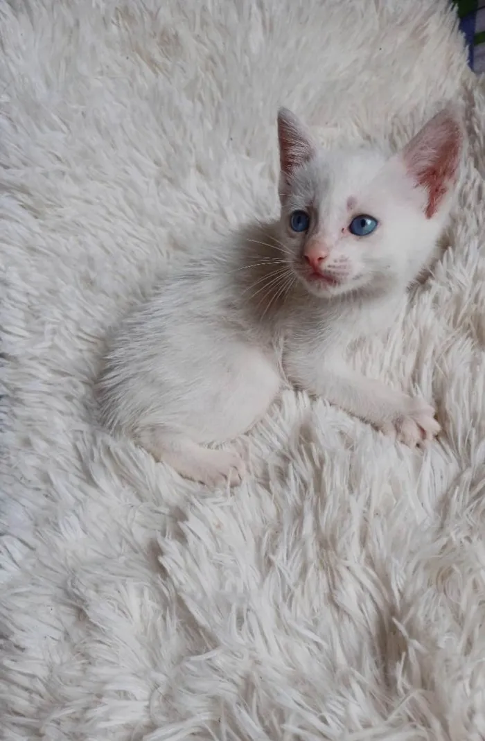 Gato ra a Siamês idade Abaixo de 2 meses nome Bebê branca adocao