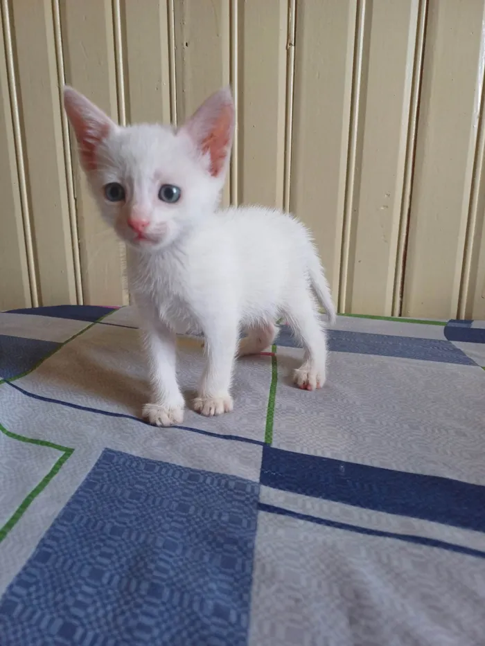 Gato ra a Siamês idade Abaixo de 2 meses nome Bebês brancos adocao