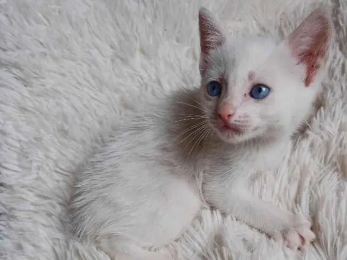 Gato ra a Siamês idade Abaixo de 2 meses nome Bebê branca adocao