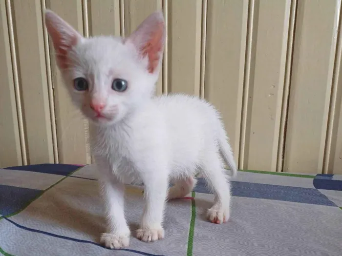 Gato ra a Siamês idade Abaixo de 2 meses nome Bebês brancos adocao