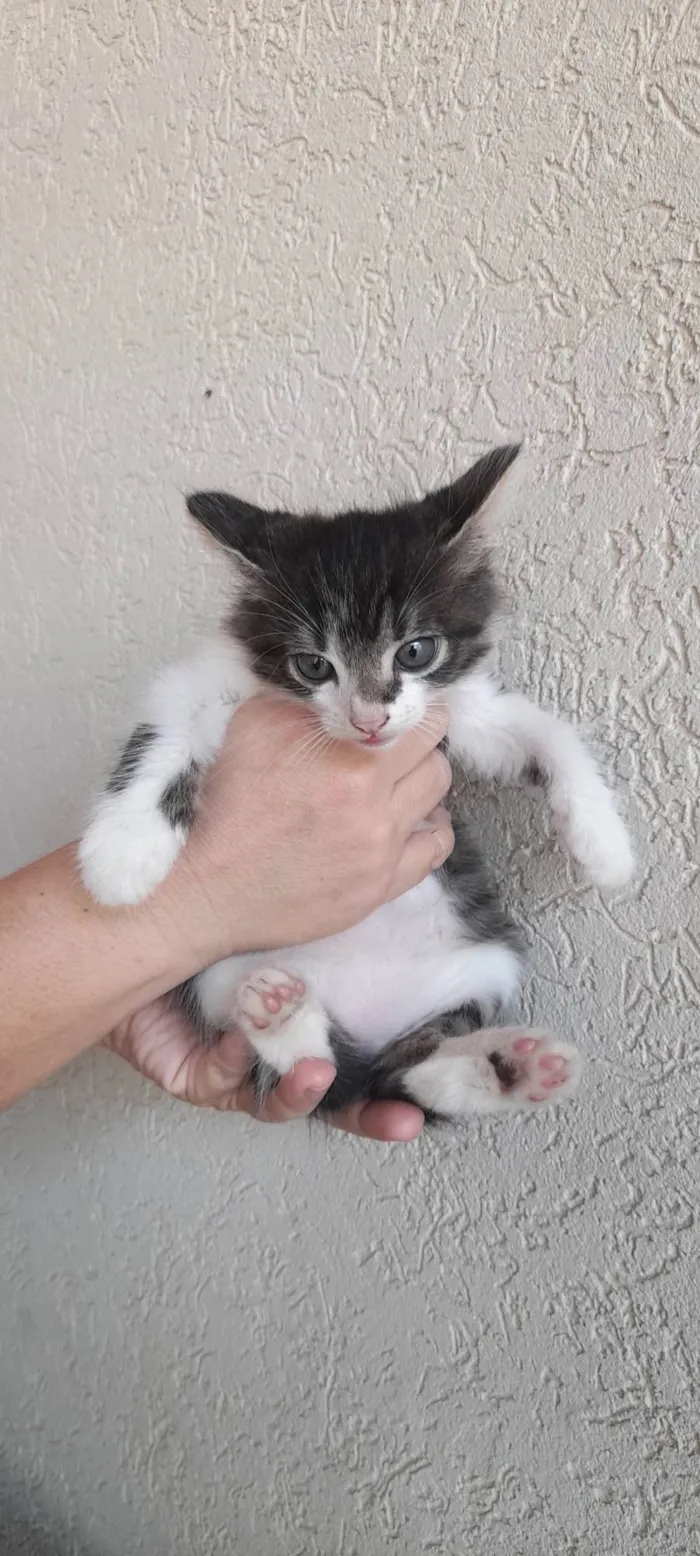 Gato ra a SRD-ViraLata idade Abaixo de 2 meses nome Gatinho lindo 