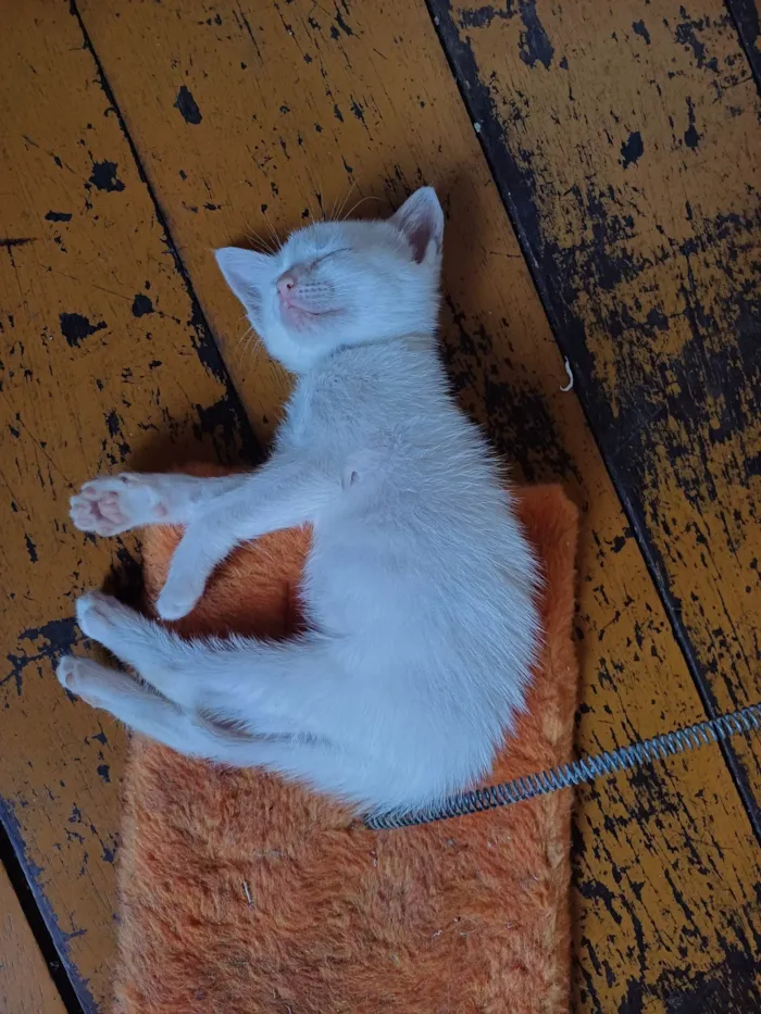 Gato ra a Siamês idade Abaixo de 2 meses nome Siames toda branca adocao