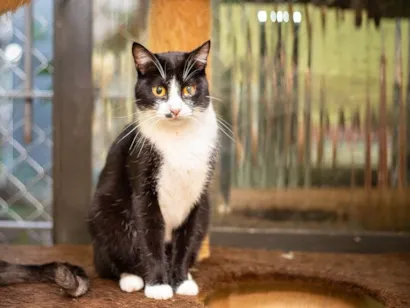 Gato raça SRD-ViraLata idade 5 anos nome Joana