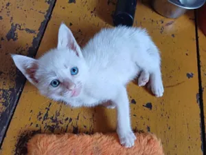 Gato raça Siamês idade Abaixo de 2 meses nome Siames toda branca adocao