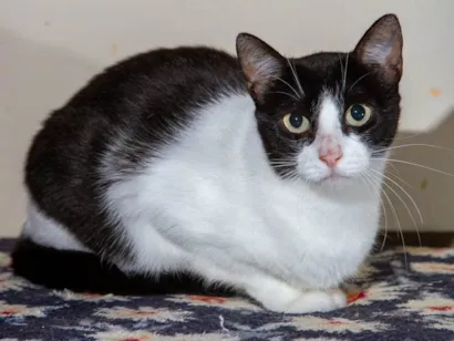 Gato raça SRD-ViraLata idade 2 anos nome Tasha