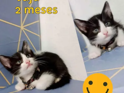 Gato raça SRD-ViraLata idade 2 a 6 meses nome Juju